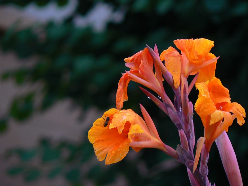 fleurs du donjon: fleur du donjon 029